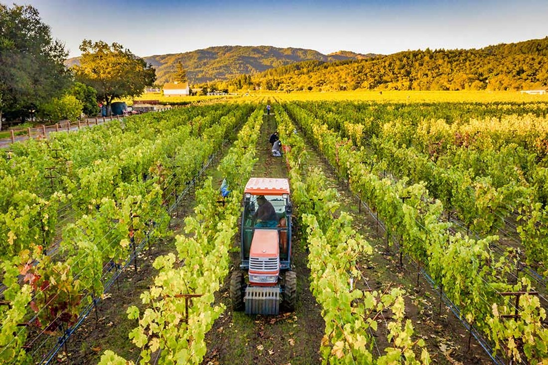 Tending the vines