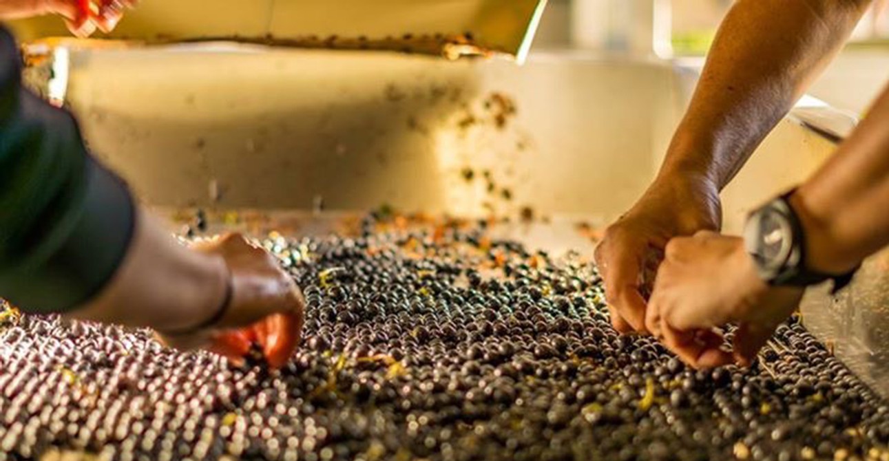 Hands reaching into grapes