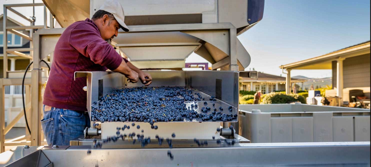 Man working at grape sorting machine
