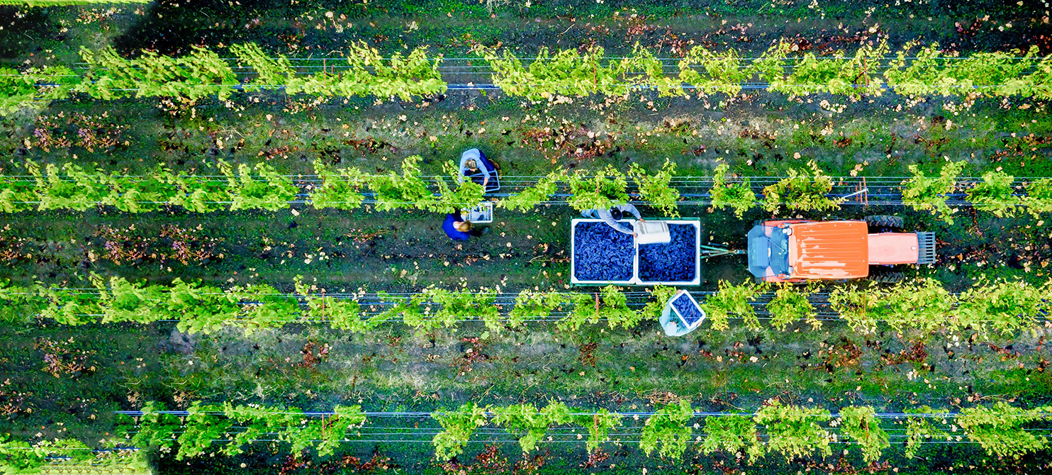 Overhead view of vineyard during harvest